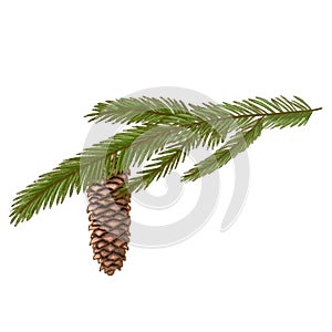 Pine branch and cone, fir twig with cone, cedar pine hand drawn illustration. hand drawn