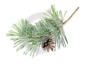 Pine branch with cone, fir twig or conifer tree isolated on white background