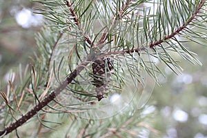 Pine branch cone new life photo