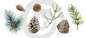 Pine branch, cone set. Watercolor illustration. Hand drawn evergreen pine tree elements. Spruce branches, cone and