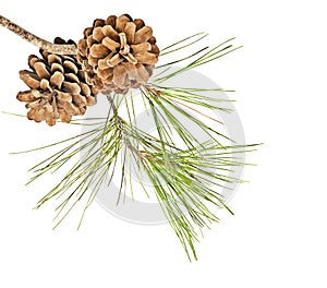 Pine branch with cones