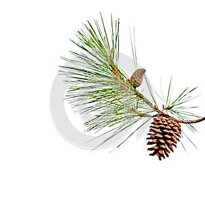 Pine branch with cones