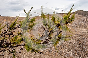 Pine branch with cones.