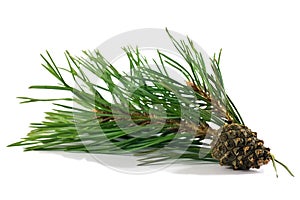 Pine branch with cones