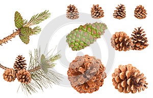 Pine branch cones