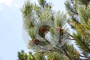 Pine branch with cones