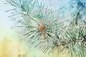 Pine branch with cones covered with hoarfrost, frost or rime in a snowy forest photo