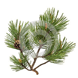 Pine branch with cones isolated on white