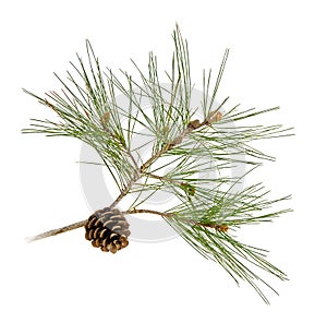 Pine branch with cones