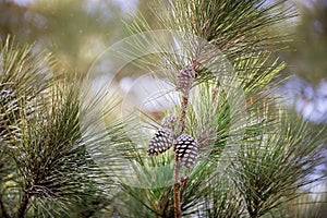 Pine branch with cones photo