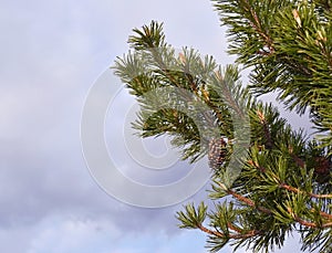 Pine branch with cones on the sky background.