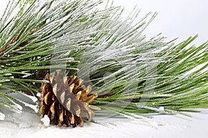 Pine branch with cones in the snow