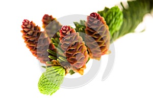 Pine branch with cones on a white background