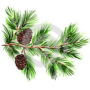 Pine branch with cones on a white background