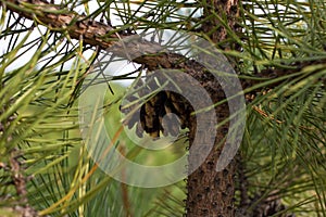 Pine branch. Conifer, pinecone tree, nature,