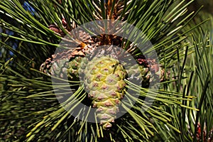 Pine branch. Conifer, pinecone tree, nature, forest