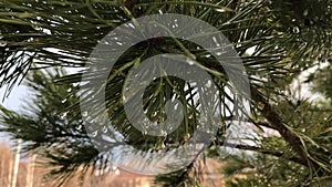 Pine branch of a coniferous tree in the spring rain