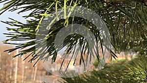 Pine branch of a coniferous tree in the spring rain