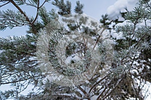 Pine branch covered with hoarfrost and snow, against a blue sky, on a winter frosty day. Close-up.