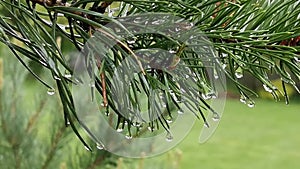 The pine branch covered with raindrops