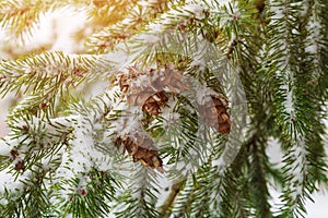 Pine branch covered with snow against a background of snow-covered trees and a sunny winter day.