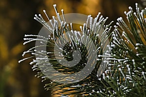 Pine branch covered with snow close up