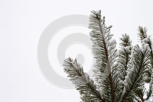 Pine branch covered with snow in winter