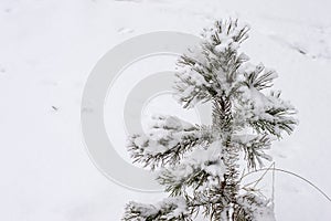 Pine branch covered with snow in winter