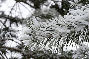 Pine branch covered with snow in winter