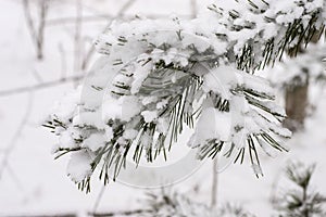 Pine branch covered with snow in winter