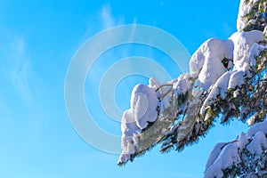 Pine branch covered with thick snow against the blue sky.