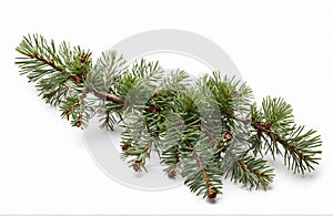 Pine branch, cut out on white background