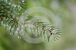 Pine Branch with Dew Drops