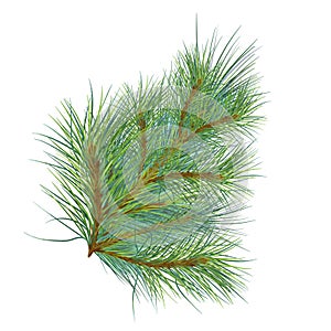 Pine branch digital watercolor style illustration isolated on white background. Cedar tree, conifer hand drawn. Element