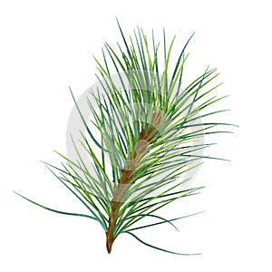 Pine branch digital watercolor style illustration isolated on white background. Cedar tree, conifer hand drawn. Element