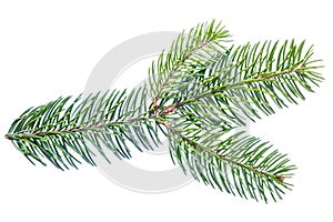 Pine branch, fir twig or conifer tree on white background