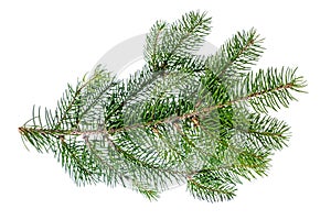 Pine branch, fir twig or conifer tree on white background