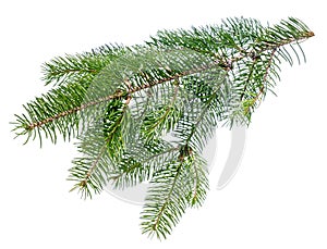 Pine branch, fir twig or conifer tree on white background