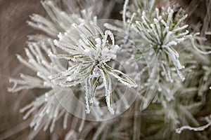 Pine branch in frost