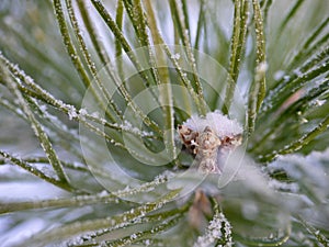 pine branch in frost