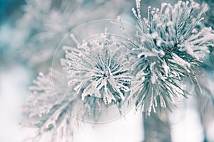 Pine branch in frost. Winter Christmas forest.