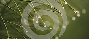 Pine branch with green needles in raindrops closeup