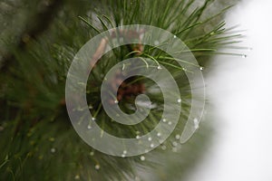 Pine branch with green needles in raindrops closeup. Water drops on the needle ends. Foggy day