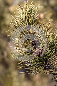 Pine branch with hoarfrost and cones is for Christmas decoration in winter. Vertical