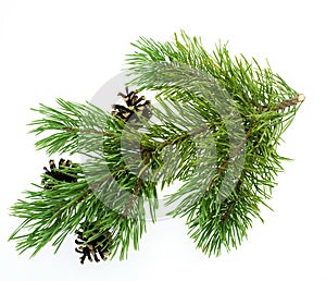 Pine branch isolated on white