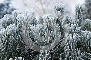 Pine branch with long needles in the frost