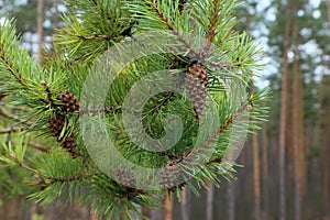 Pine branch with a lump on a forest background.