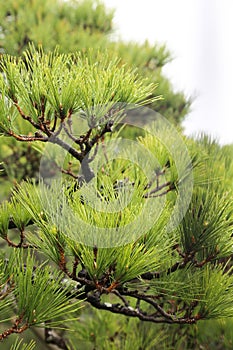 PIne Branch with many sharp green pine leaves