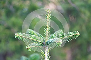 Pine branch in nature