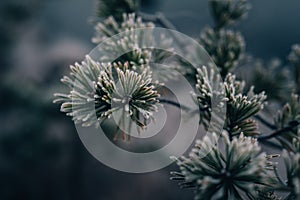 Pine branch and needles covered in morning frost, close-up